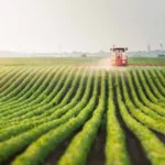 tractor spraying a field of crops