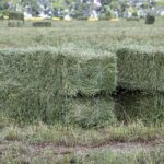 small square hay bales