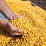 hands scooping corn kernels from a bin of corn