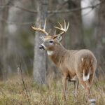 white tailed deer in wooded area