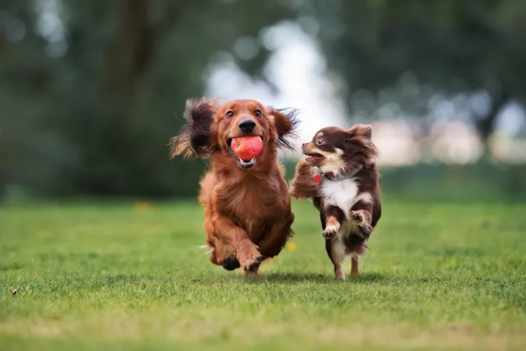 2 happy dogs running across the grass