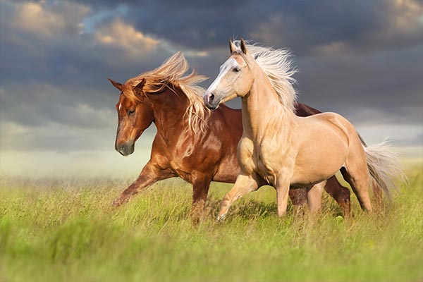 2 horses running through grassy meadow