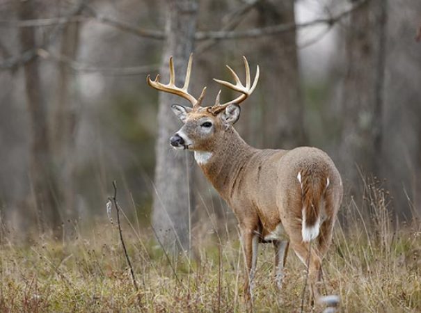 white tailed deer in wooded area