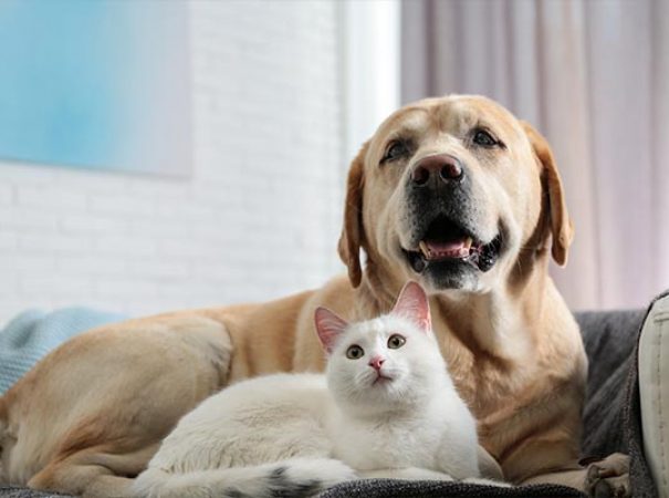 dog and cat sitting on a couch